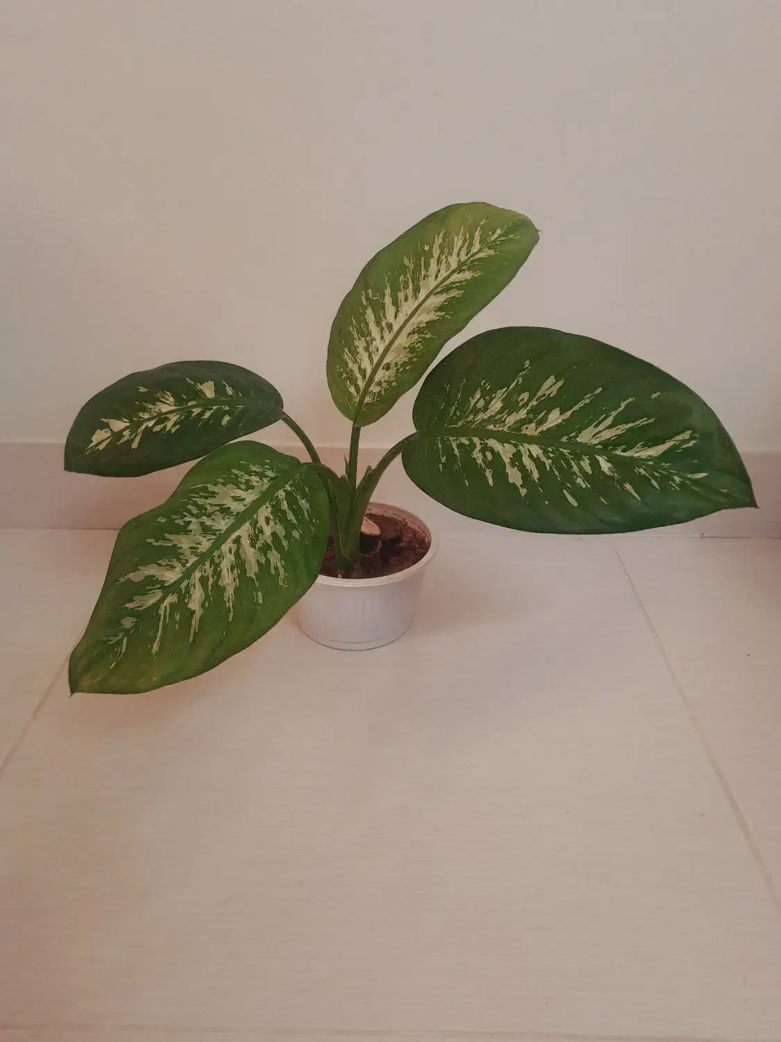 گل و گیاه طبیعی|گل و گیاه طبیعی|اهر, |دیوار