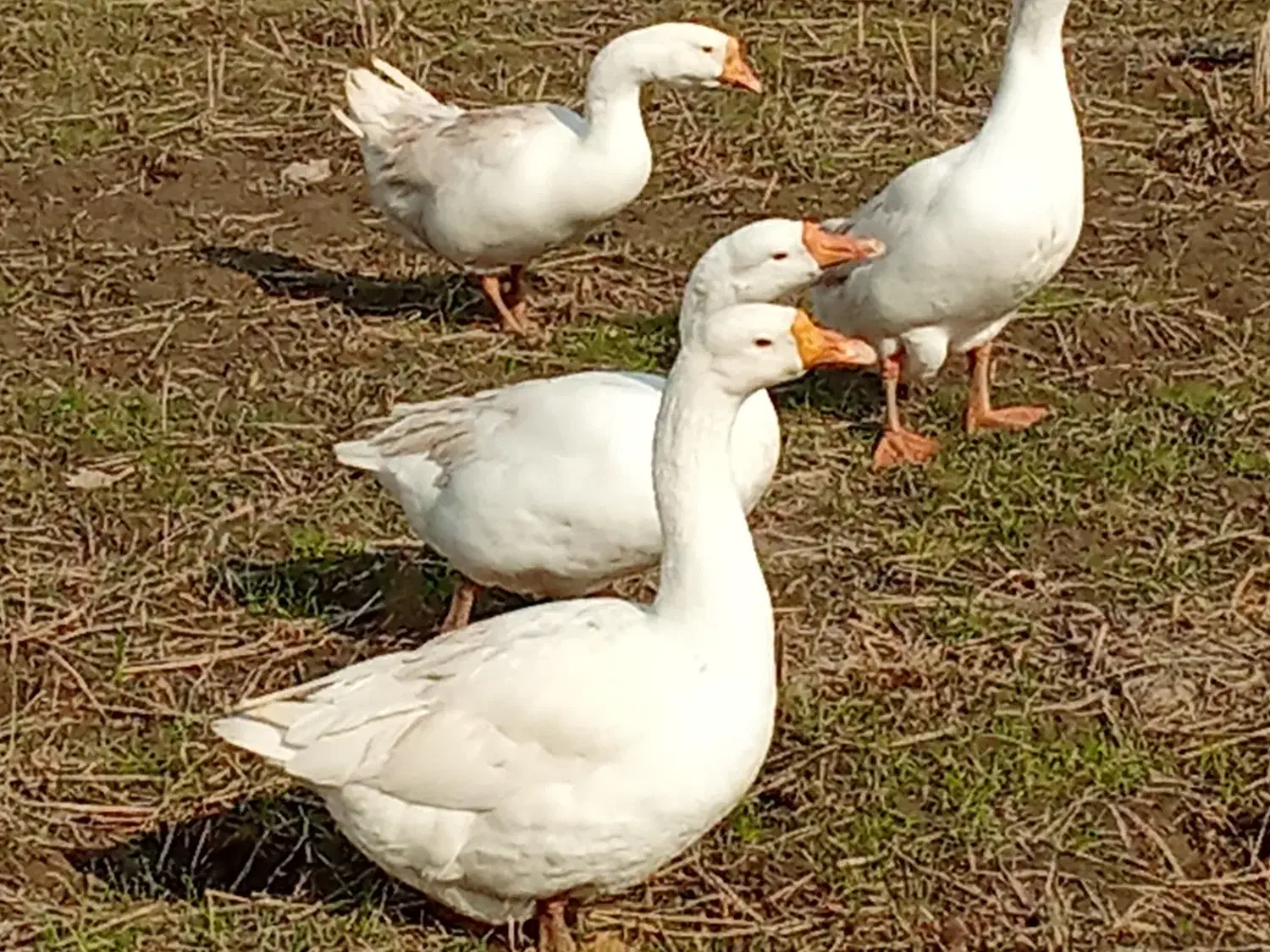 فروش غاز اوکراینی نر و ماده|حیوانات مزرعه|قائمشهر, |دیوار