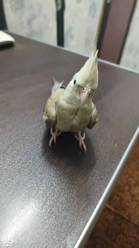 عروس هلندی وایت فیس|پرنده|بروجرد, |دیوار