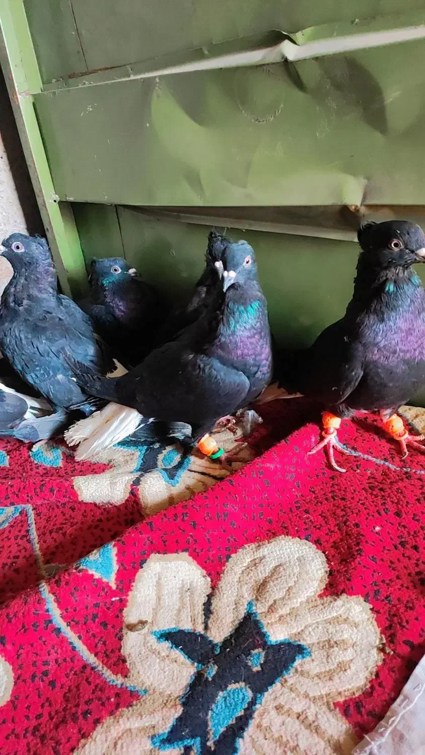 دم سفید|پرنده|سبزوار, رباط|دیوار