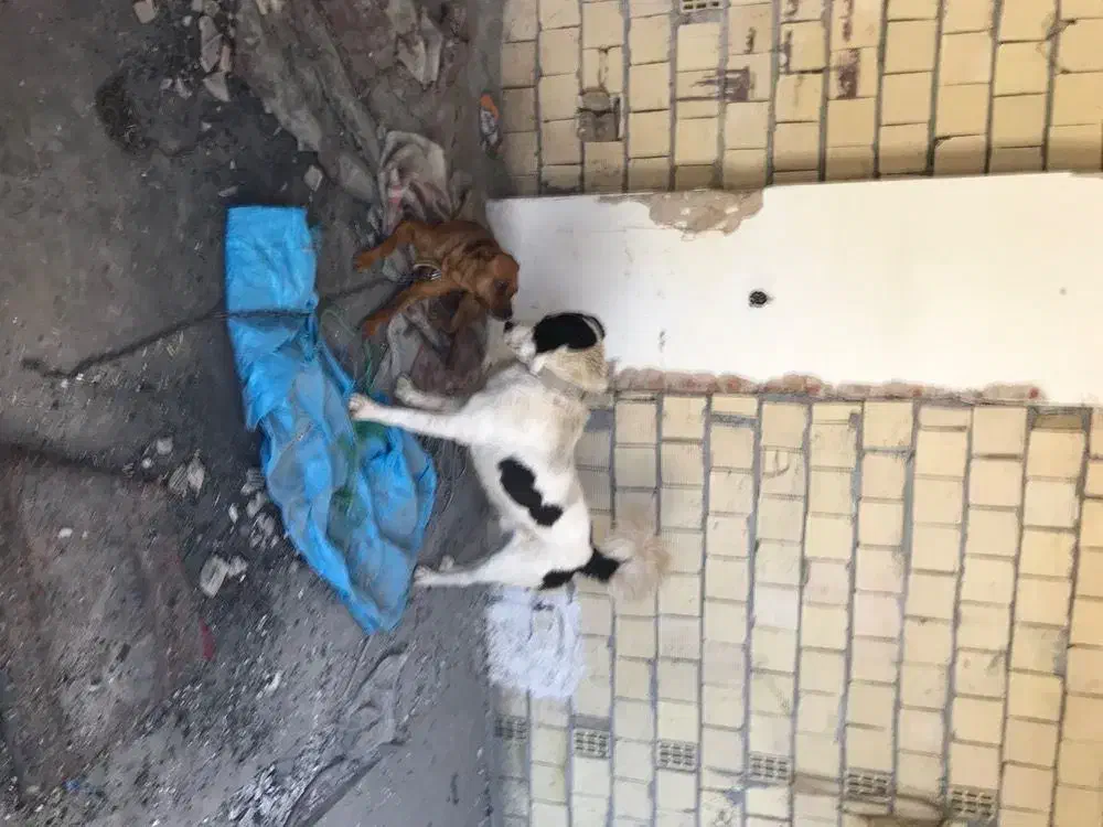 قدریجونی|سگ|سیلاخور, |دیوار