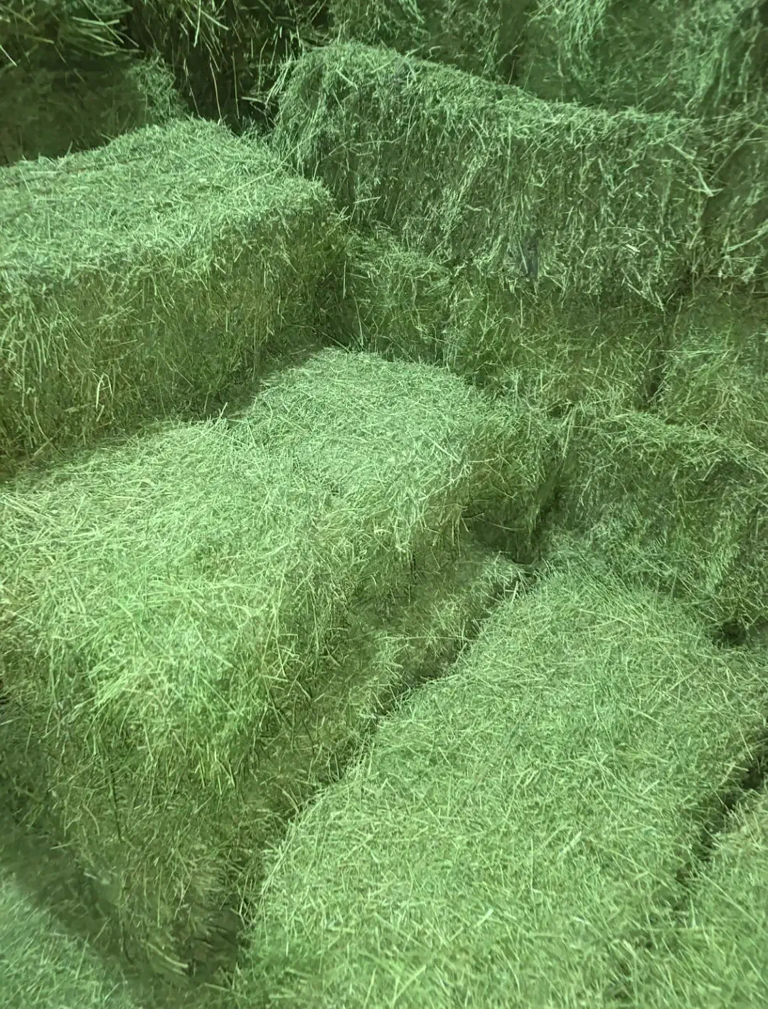 اسب یونجه ساقه درشت و ساق ریز مخصوص اسب|اسب و تجهیزات اسبسواری|خرمآباد, |دیوار