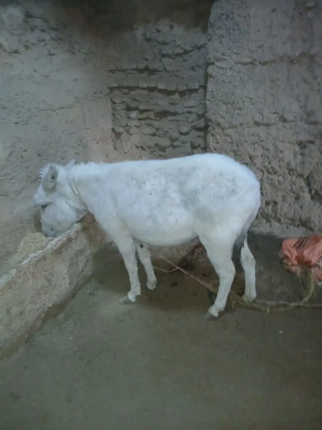 الاغ ماده|حیوانات مزرعه|مشهد, فردوسی|دیوار