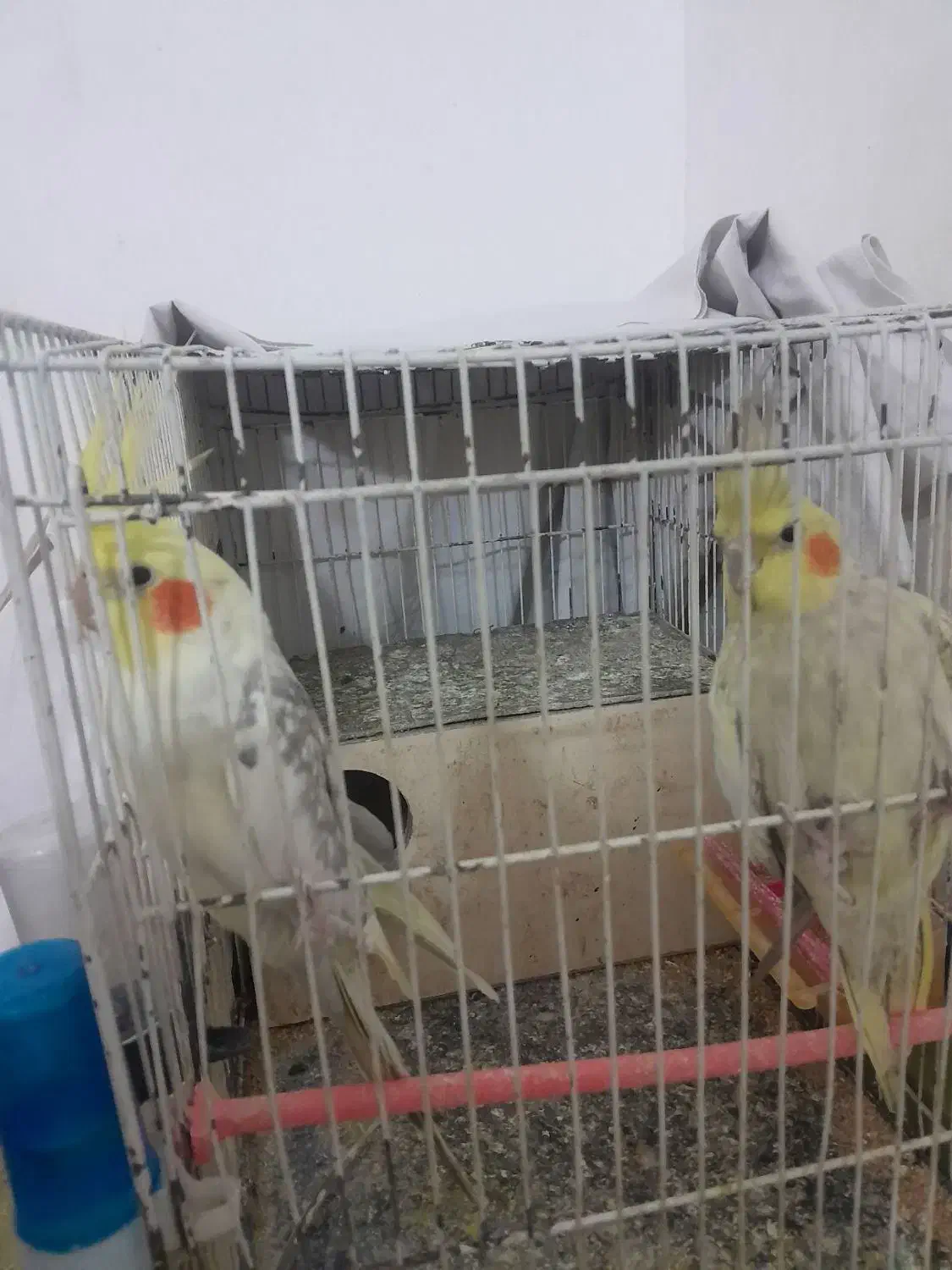 عروس هلندی فروشی|پرنده|قائن, |دیوار