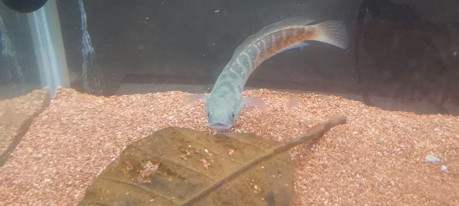 چانا|ماهی|اصفهان, وحید|دیوار