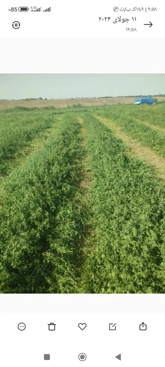 بذریونجه وگندم رقم کلکتور|خدمات باغبانی و درختکاری|بیله سوار, |دیوار