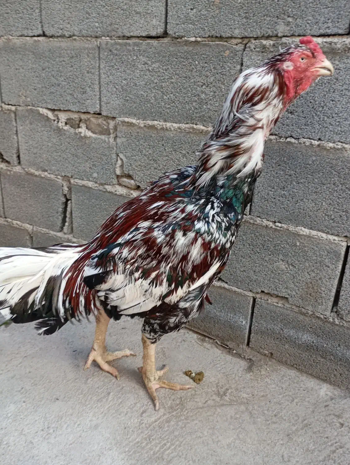 جوجه خروس و مرغ لاری|حیوانات مزرعه|گرگان, |دیوار