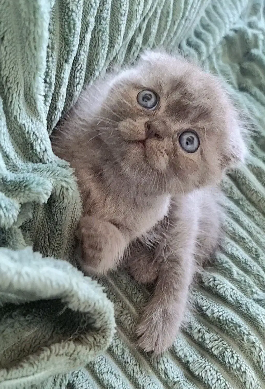 گربه خانگی اصیل|گربه|آمل, |دیوار