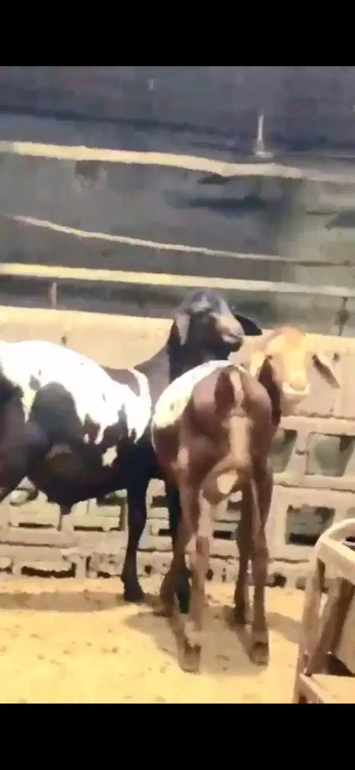 گوسفند و ثلال|حیوانات مزرعه|هندیجان, |دیوار