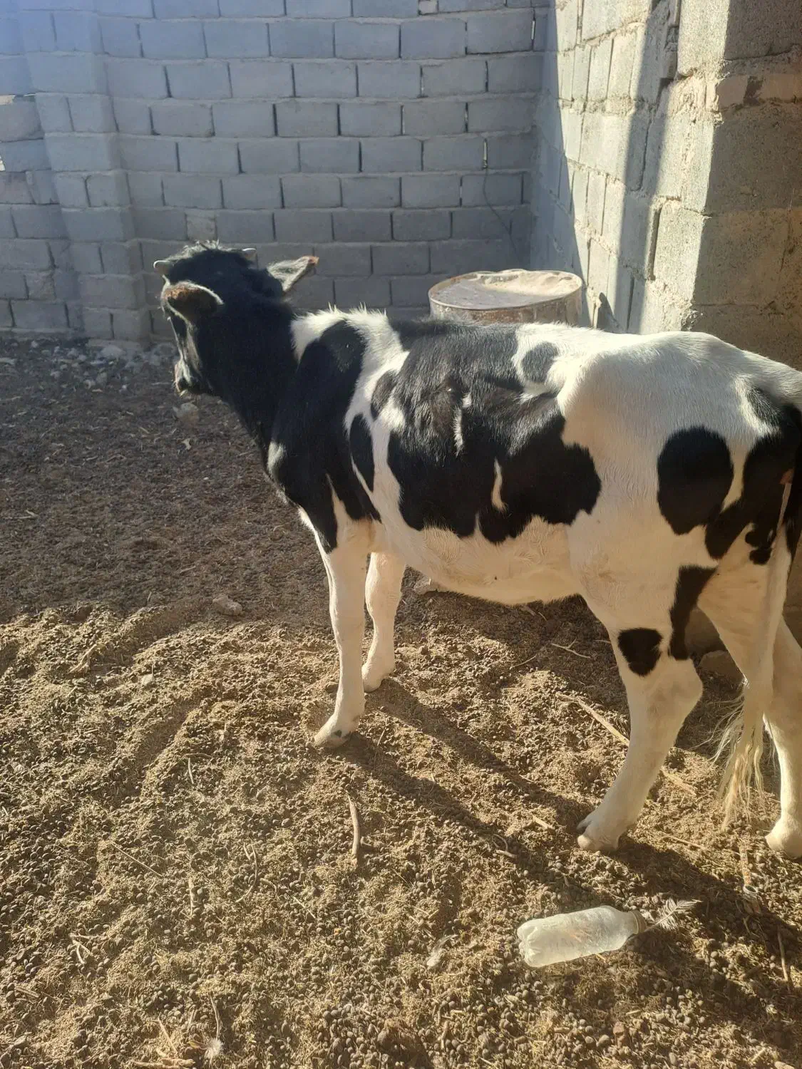 گوساله فروشی|حیوانات مزرعه|هیرمند, |دیوار