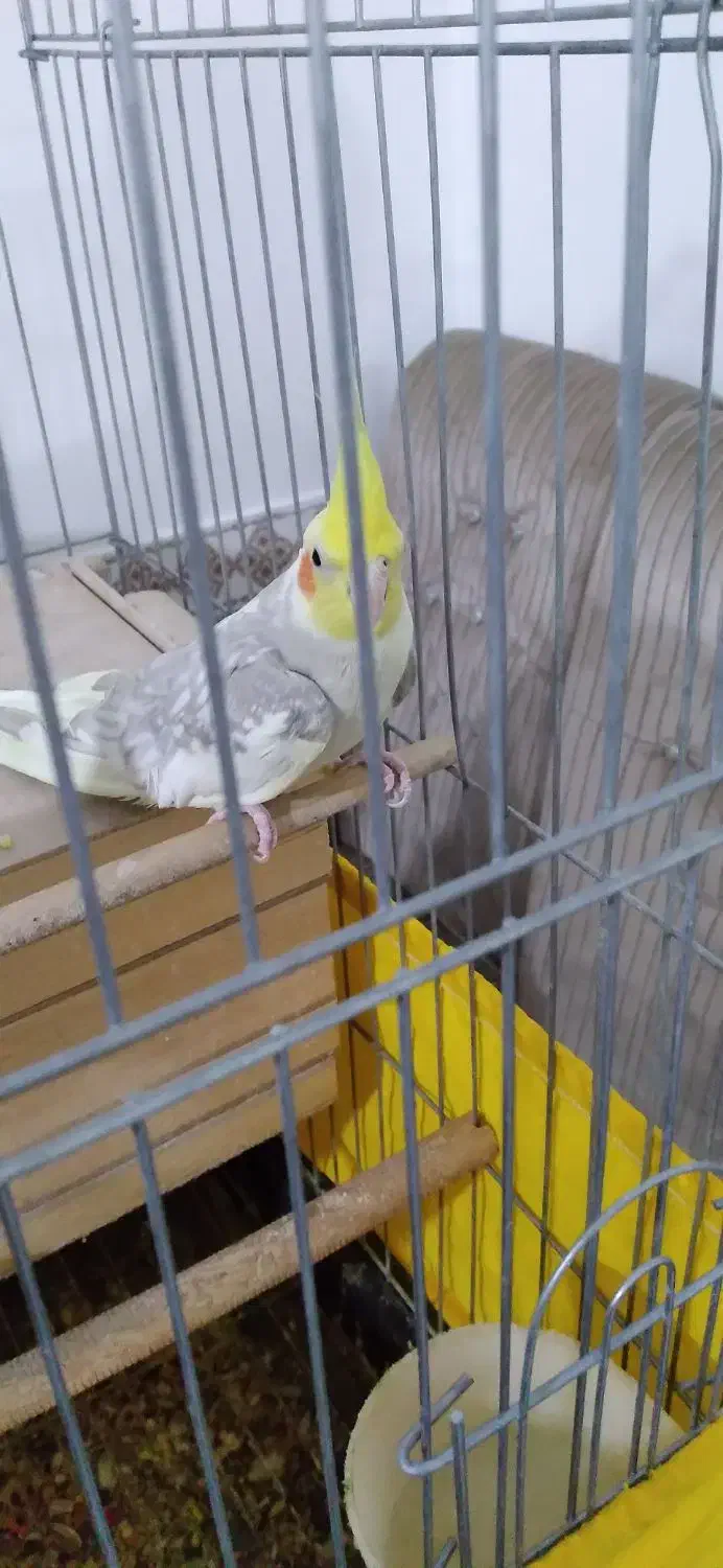 عروس هلندی سخنگو|پرنده|مشکین‌دشت, |دیوار