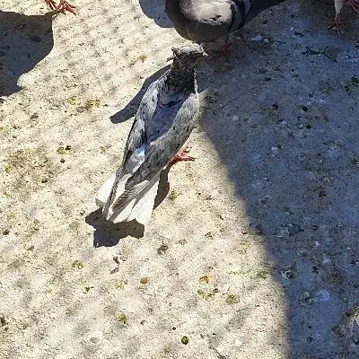 کوهی دم سفید ماده|پرنده|اهواز, ۳۰ متری|دیوار