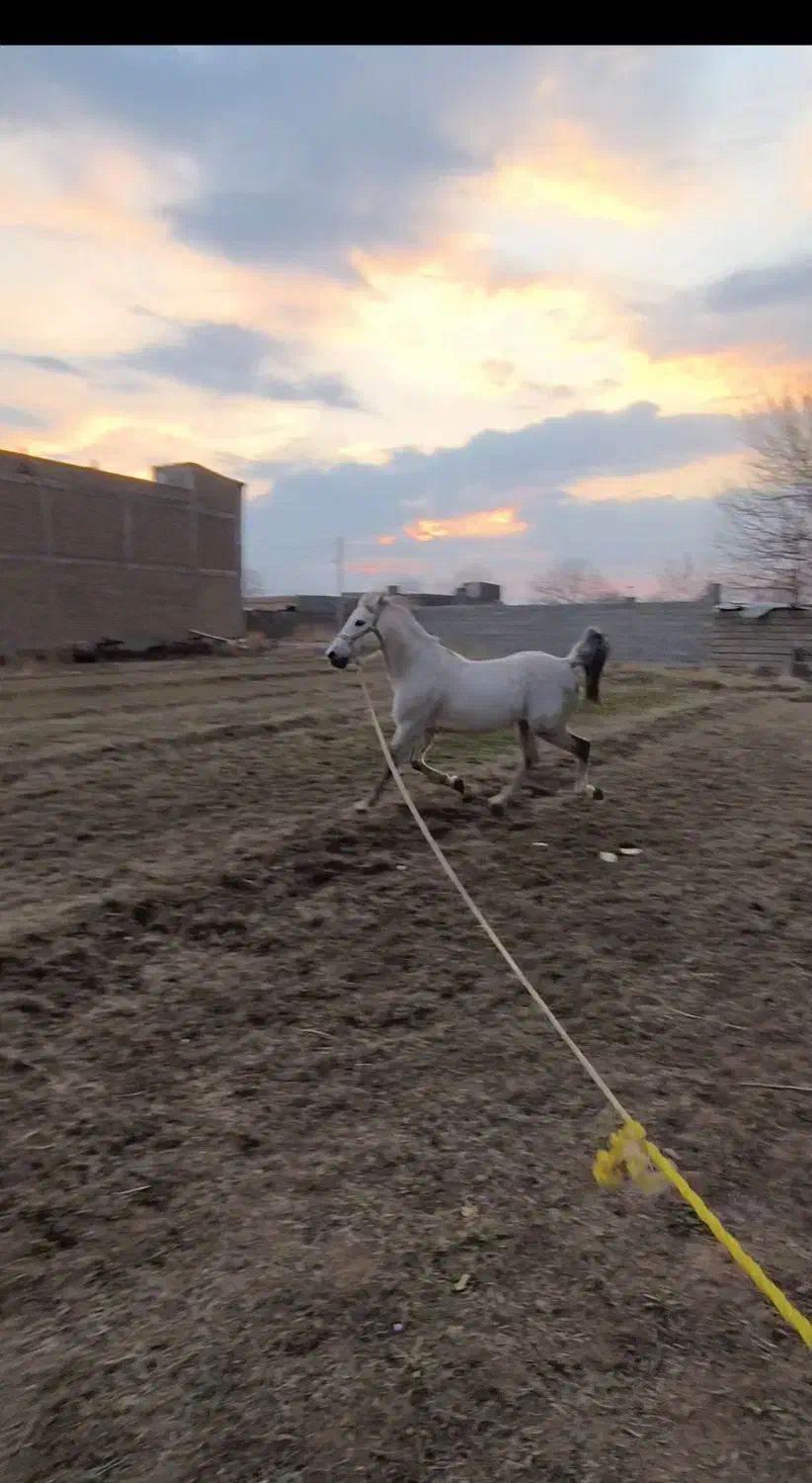 نریان کرد|اسب و تجهیزات اسب‌سواری|میاندوآب, |دیوار