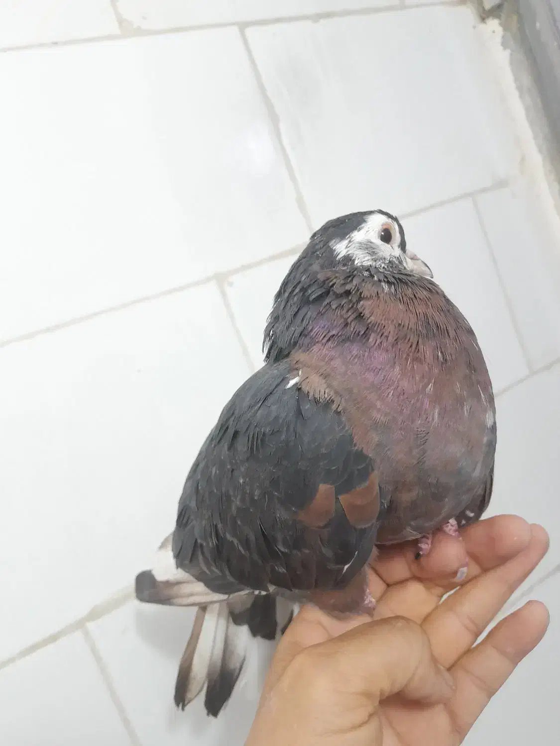 سرورماده|پرنده|مسجد سلیمان, |دیوار