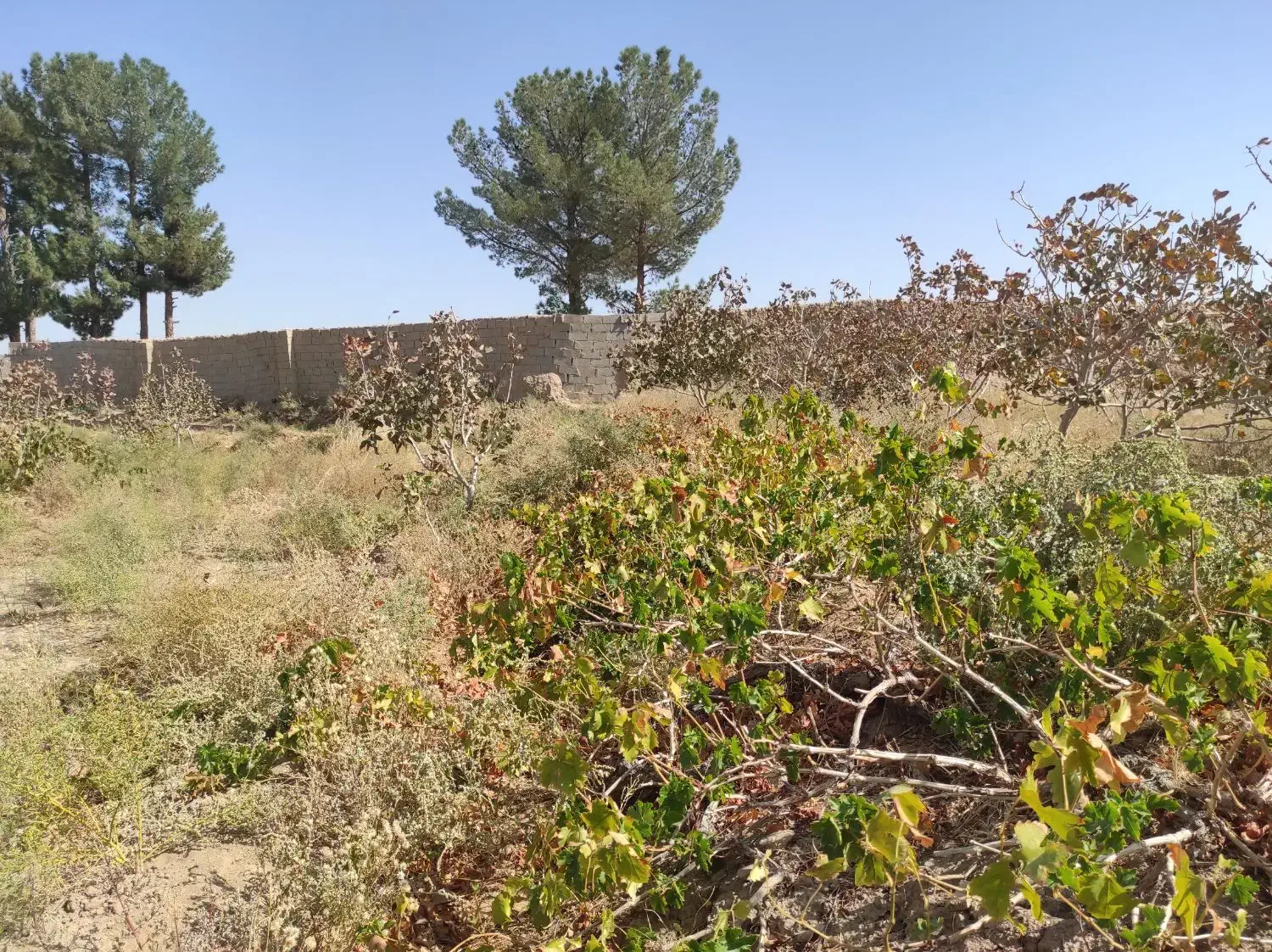 فروش دو باغ پسته|فروش زمین و ملک کلنگی|خواف, |دیوار