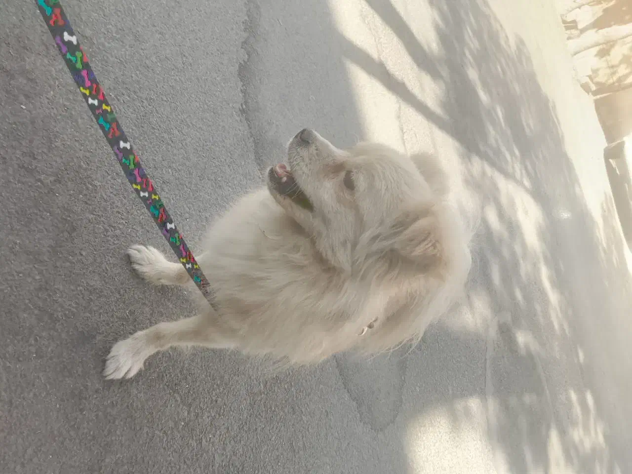 پامرانین عروسکی|سگ|خمینی‌شهر, |دیوار