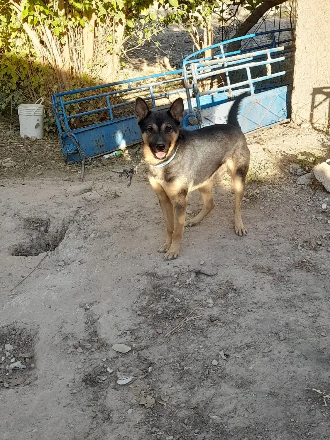 سگ ژرمن|سگ|شیراز, قصرالدشت|دیوار