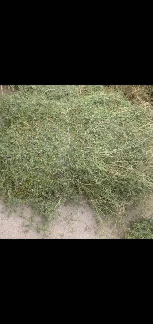 یونجه خالص چین اول و دوم سبز وخشک|حیوانات مزرعه|مشگین شهر, |دیوار