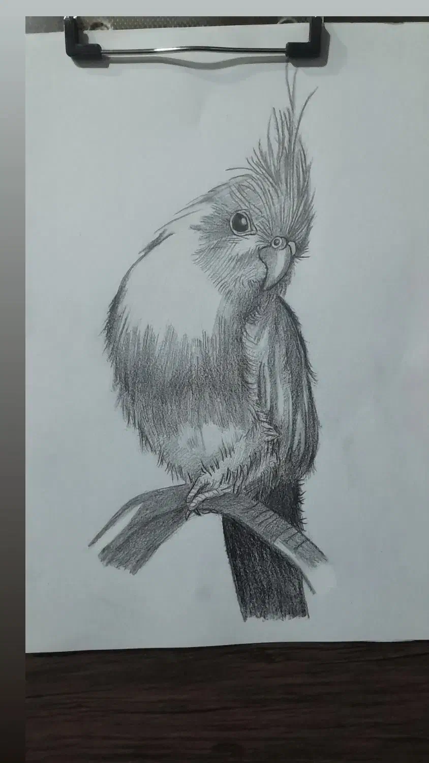 طراحی چهره سیاه قلم|تابلو، نقاشی، عکس|رشت, کوی مهر|دیوار