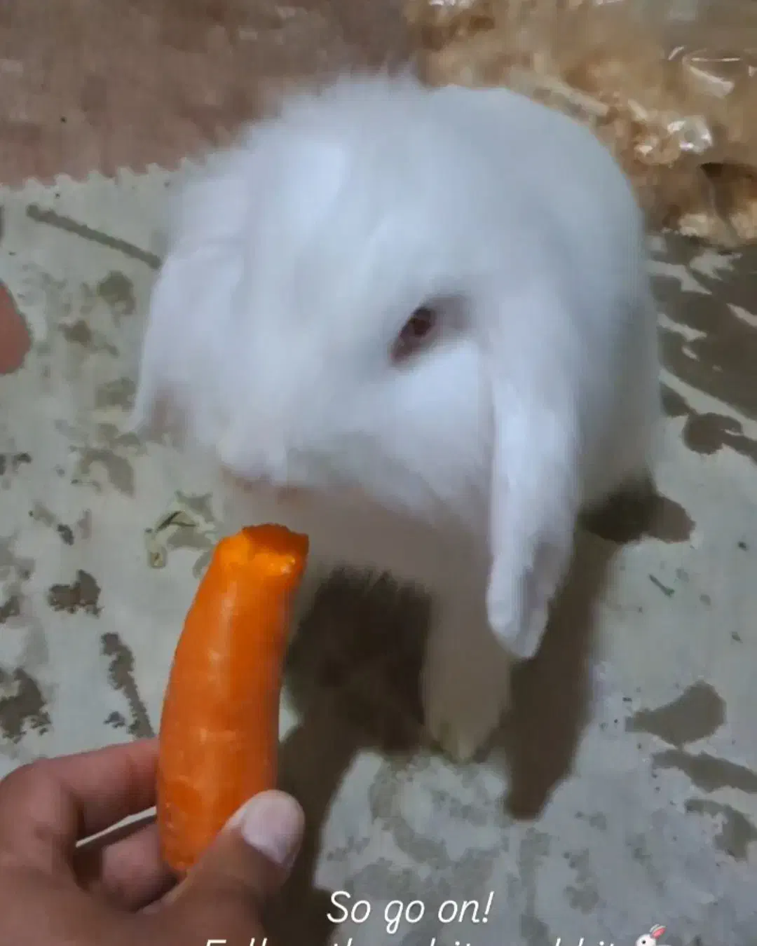 خرگوش لوپ سفید|موش و خرگوش|رودسر, |دیوار