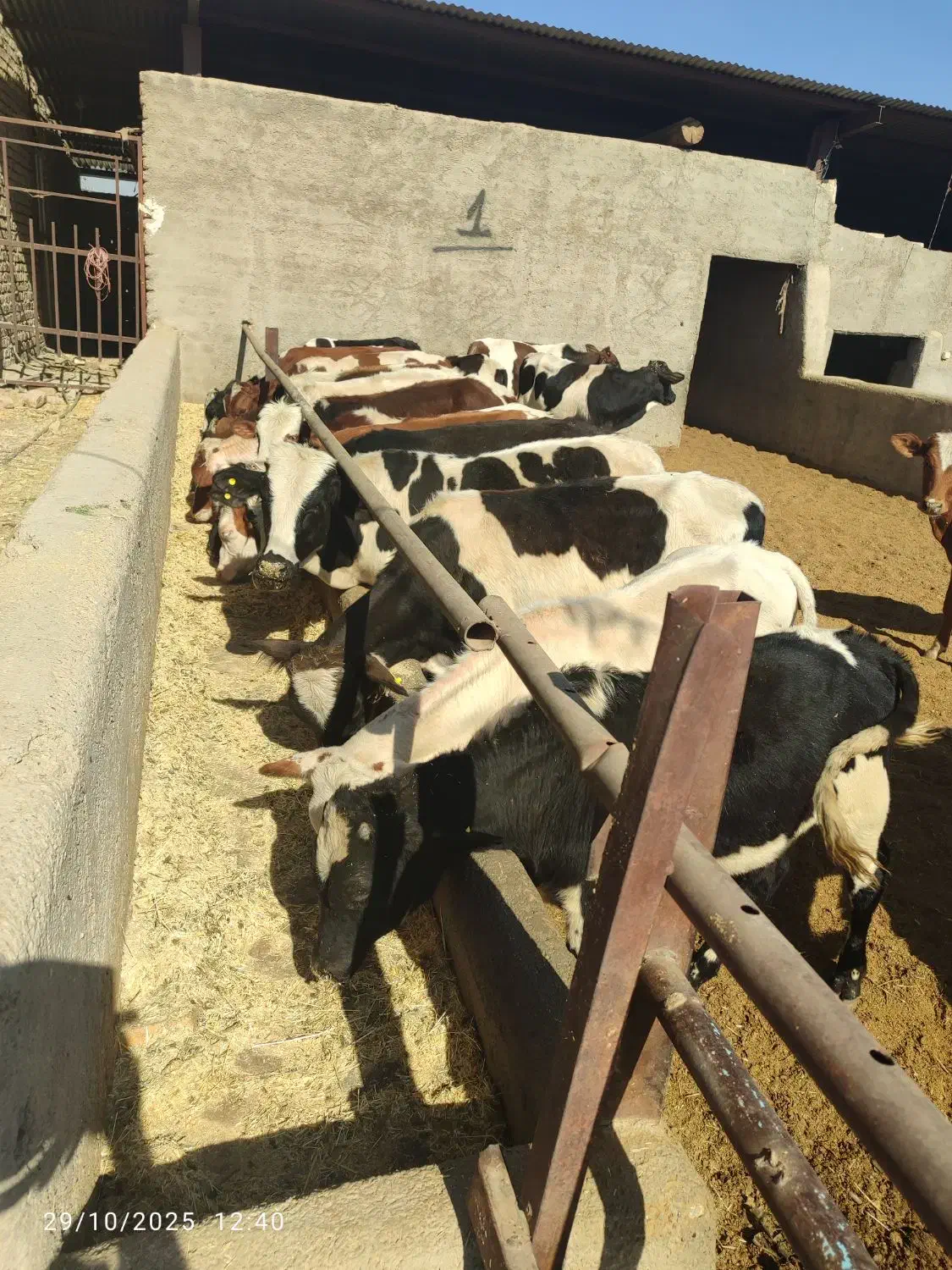 گوساله دو رگ نر|حیوانات مزرعه|جوادآباد, |دیوار