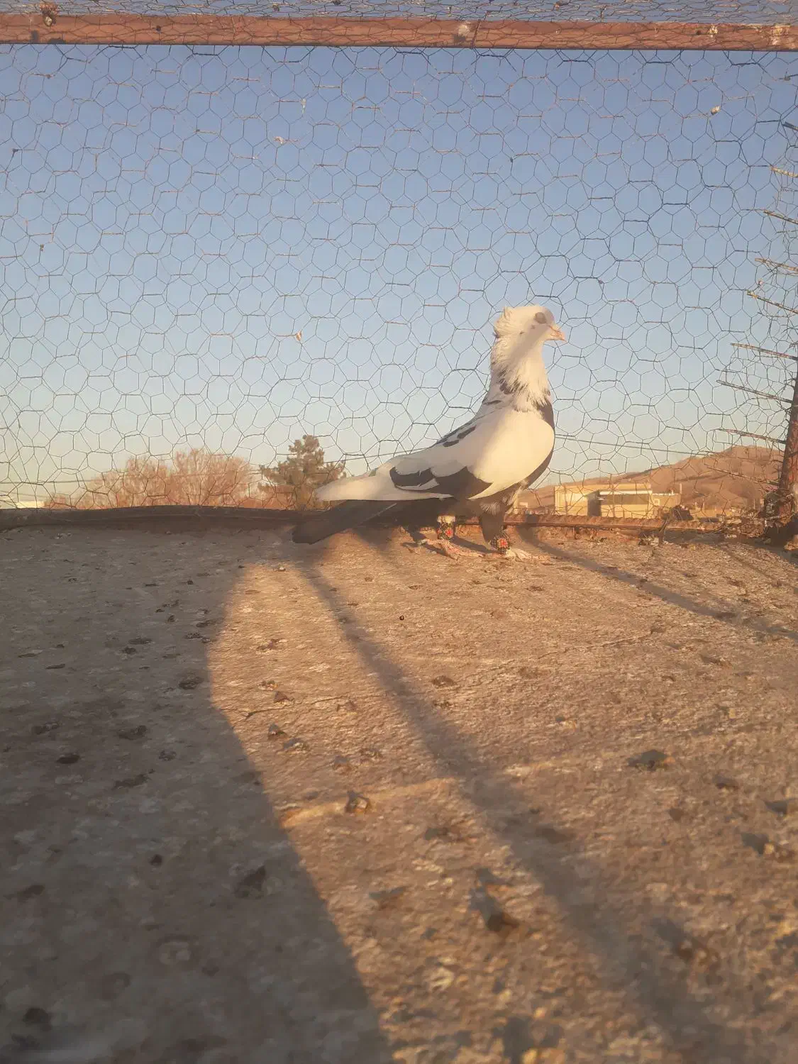 نر چتن سیاه کاکلی|پرنده|تربتحیدریه, پائین ولایت|دیوار