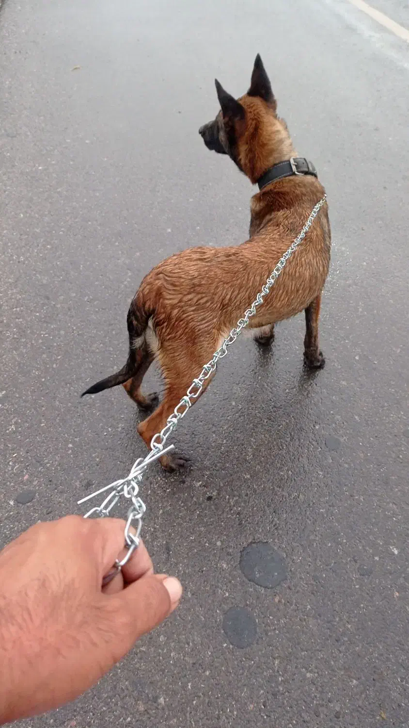 سک مالیوز|سگ|جغین, |دیوار