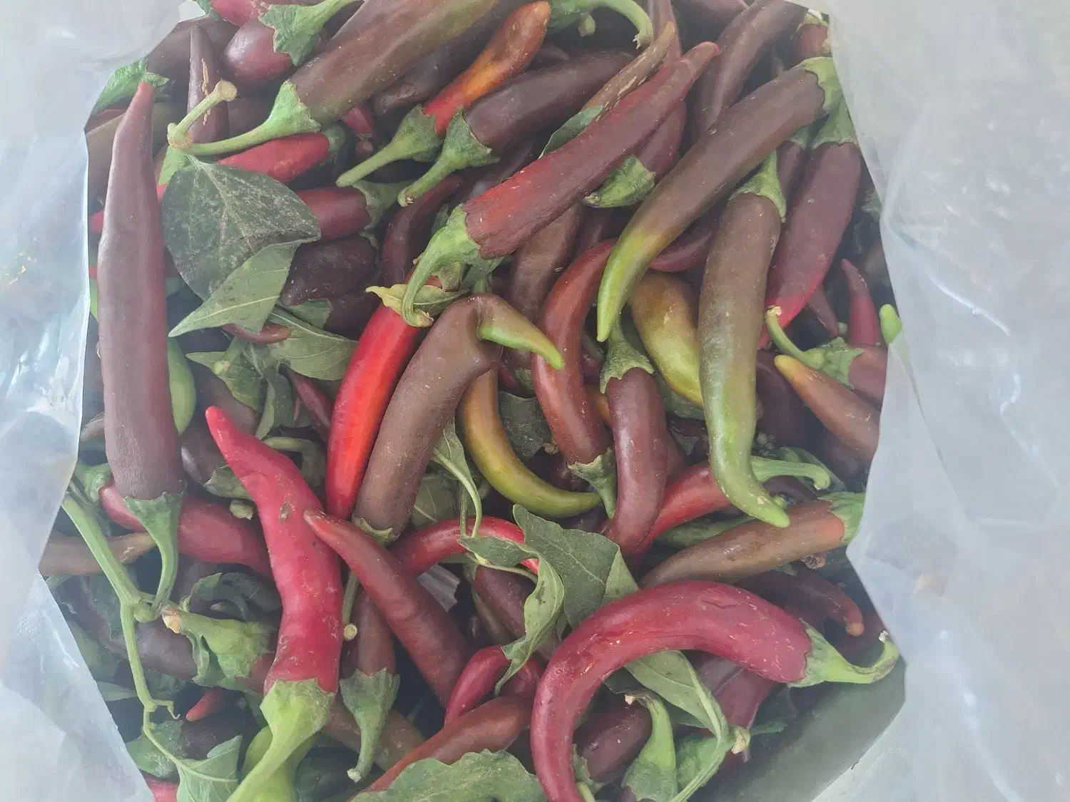 فلفل تند|خوردنی و آشامیدنی|قم, شهرک مهدیه|دیوار