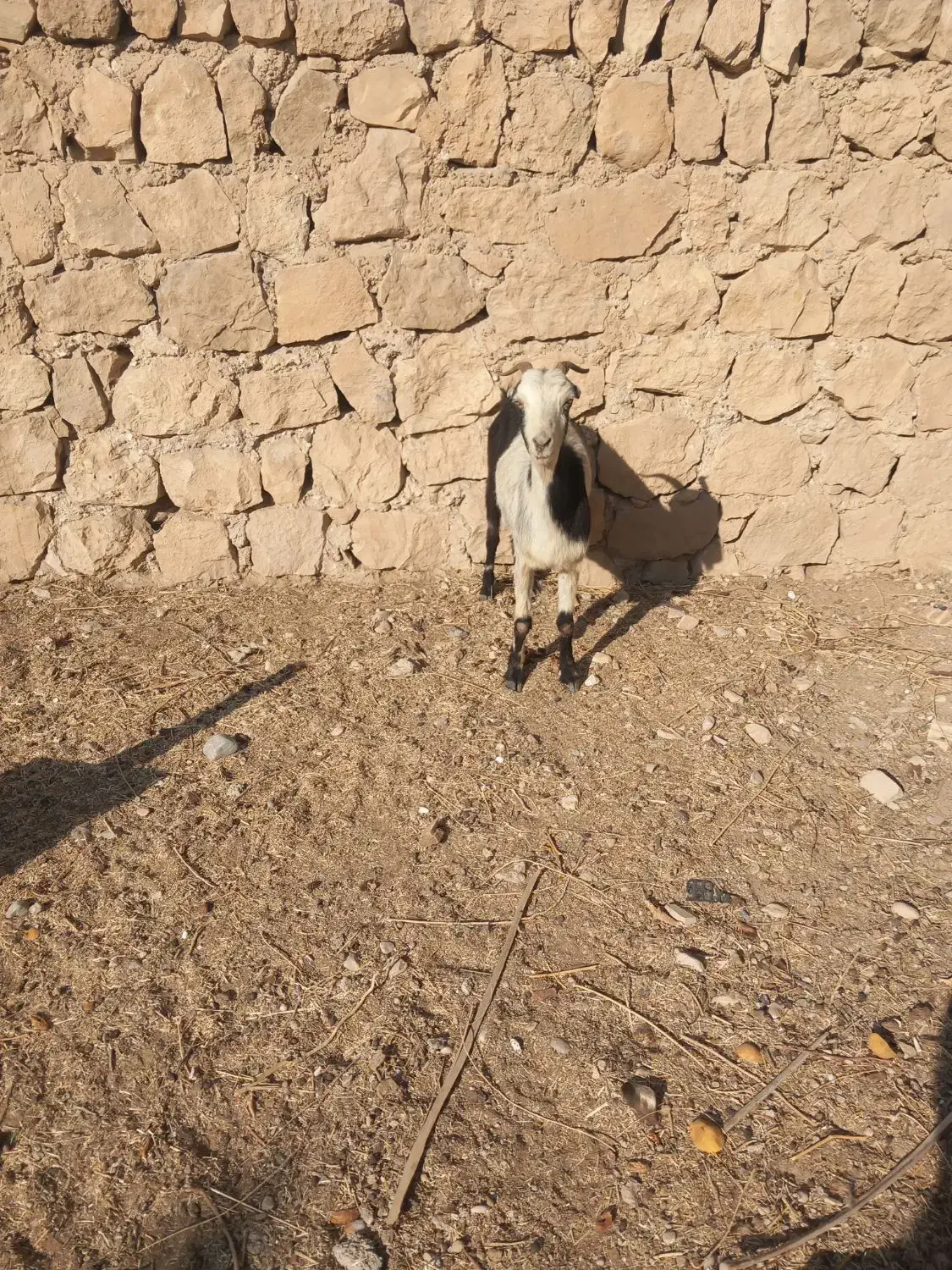 بز کولار گیسه صلاله|حیوانات مزرعه|جهرم, |دیوار