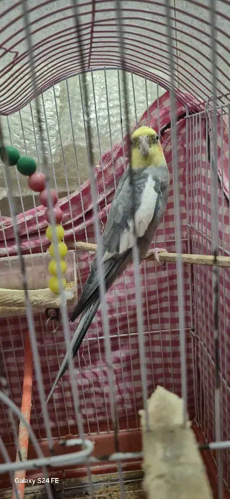 عروس هلندی نر، جفت مرغ عشق|پرنده|رشت, پیرکلاچای|دیوار