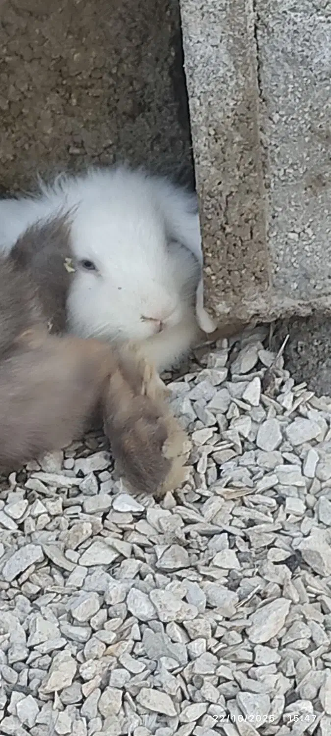 دوعدد خرگوش لوپ|موش و خرگوش|اندیمشک, |دیوار