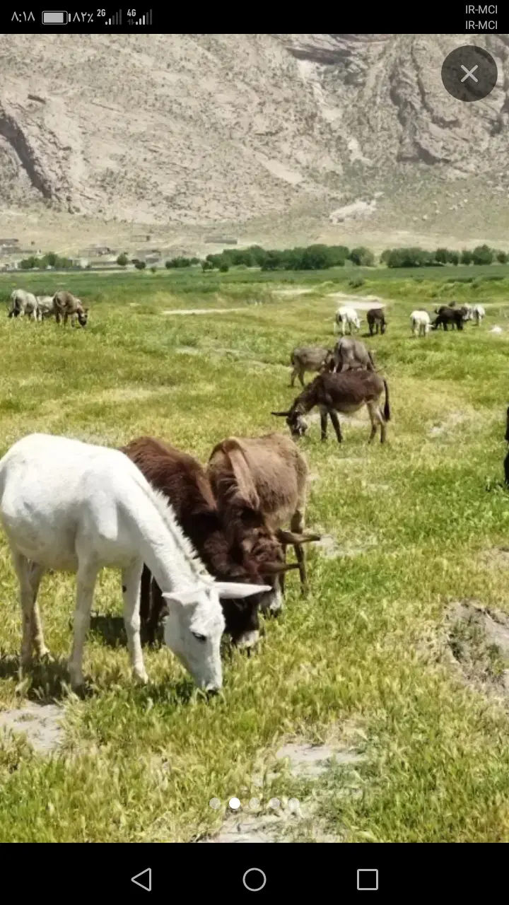 شیر الاغ|خوردنی و آشامیدنی|شیراز, نصر|دیوار
