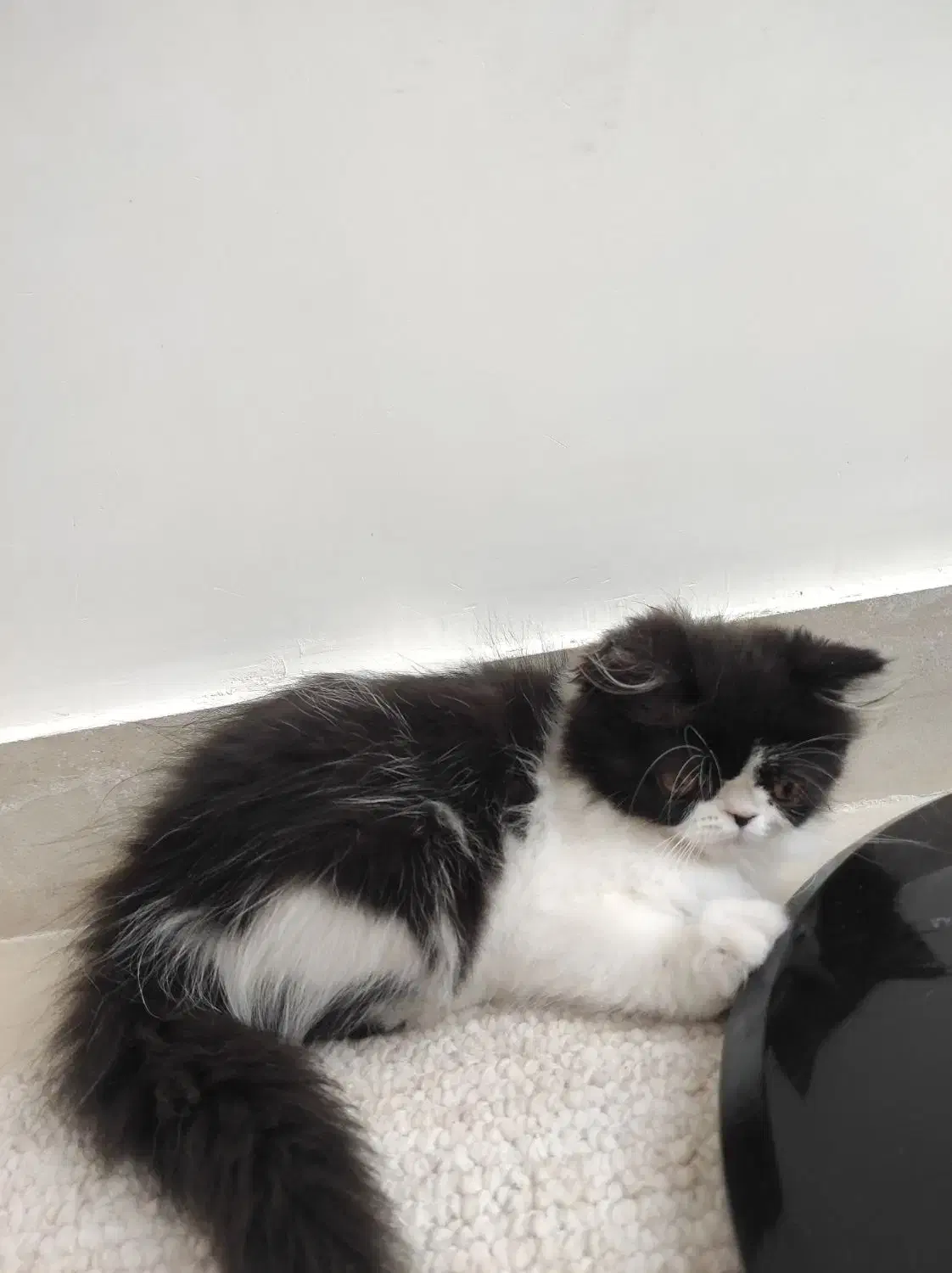 پرشین|گربه|ایلام, |دیوار