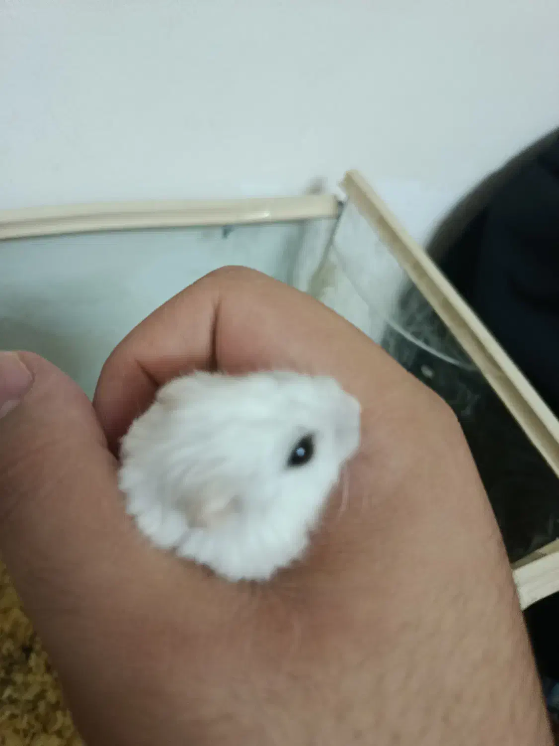 همستر مینی|موش و خرگوش|کرمانشاه, |دیوار