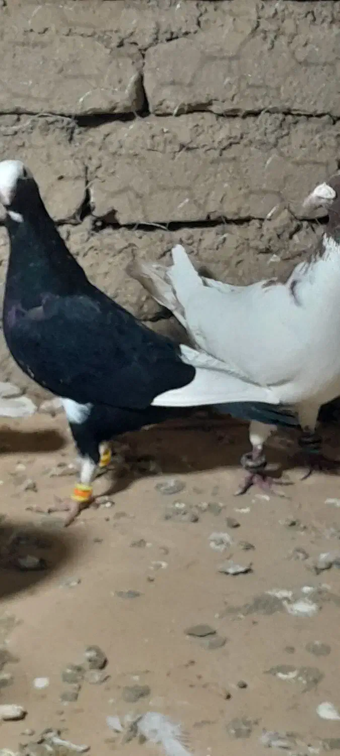 ۲۵تا دورگ پرشی دانه ۱۸۰|پرنده|مشهد, کوشش|دیوار