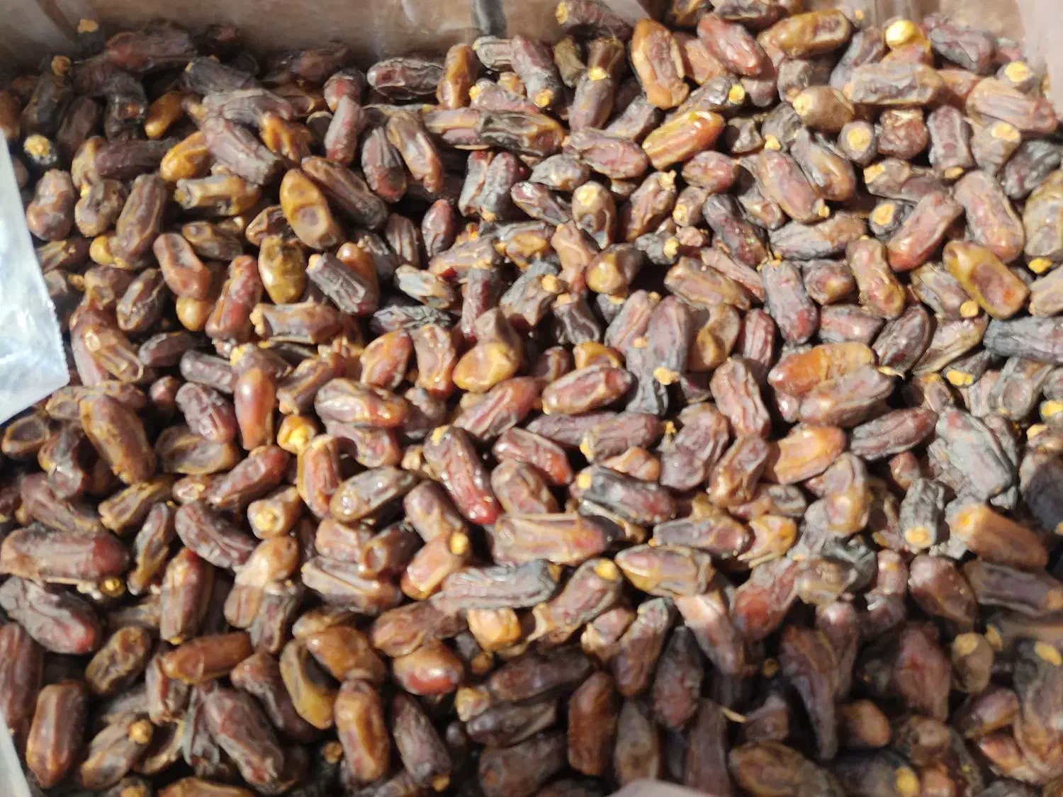 خرما پیارم جم|حراج|شیراز, دارالرحمه|دیوار