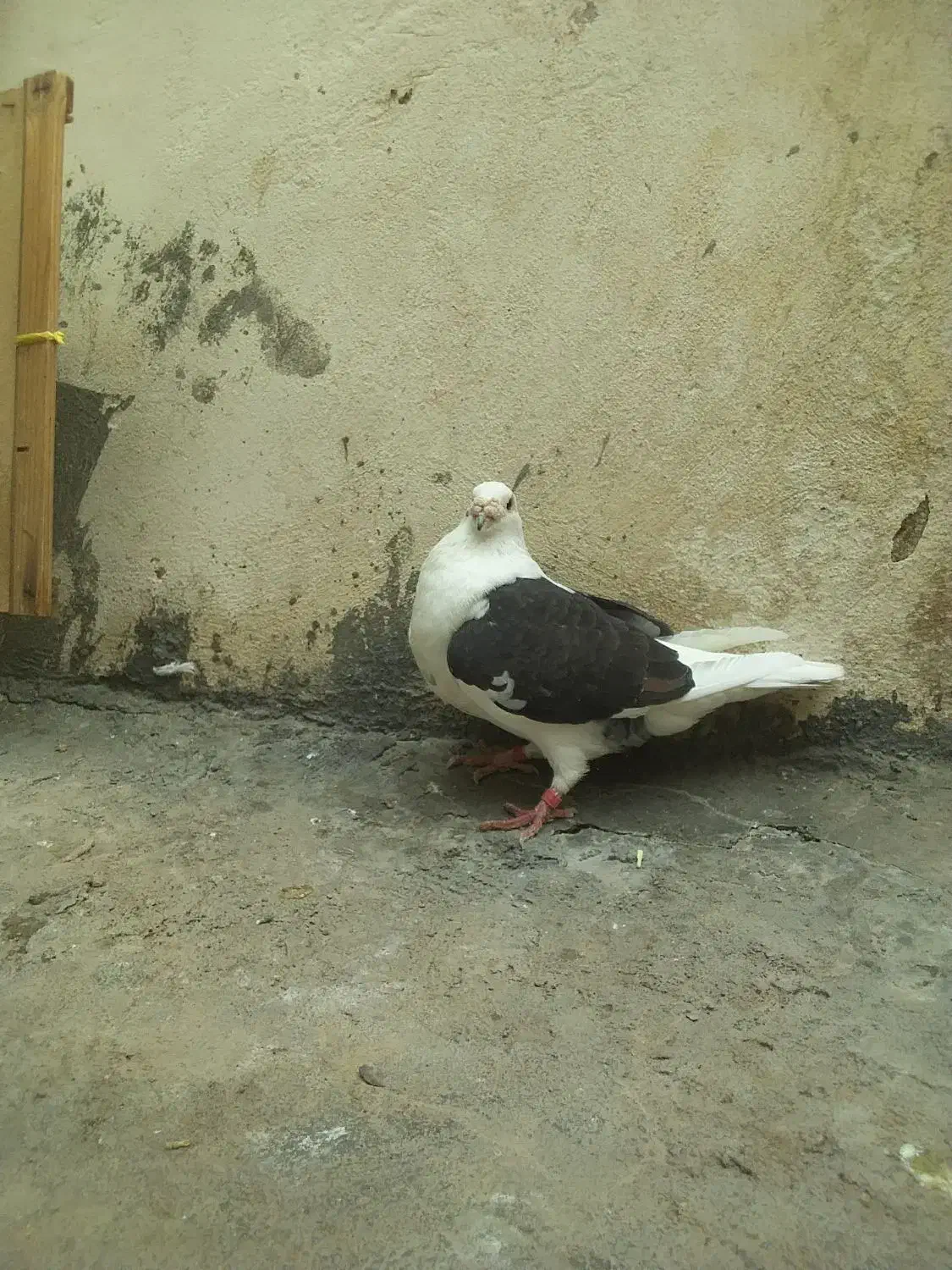 دوکت|پرنده|شوشتر, |دیوار