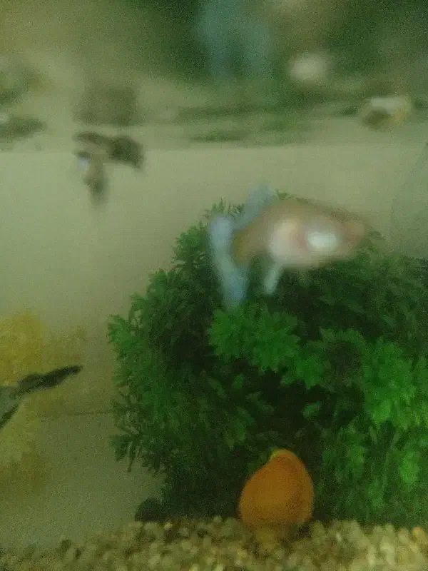 ۲ ماهی ماده گوپی معاوضه|ماهی|پرند, فاز ۶|دیوار