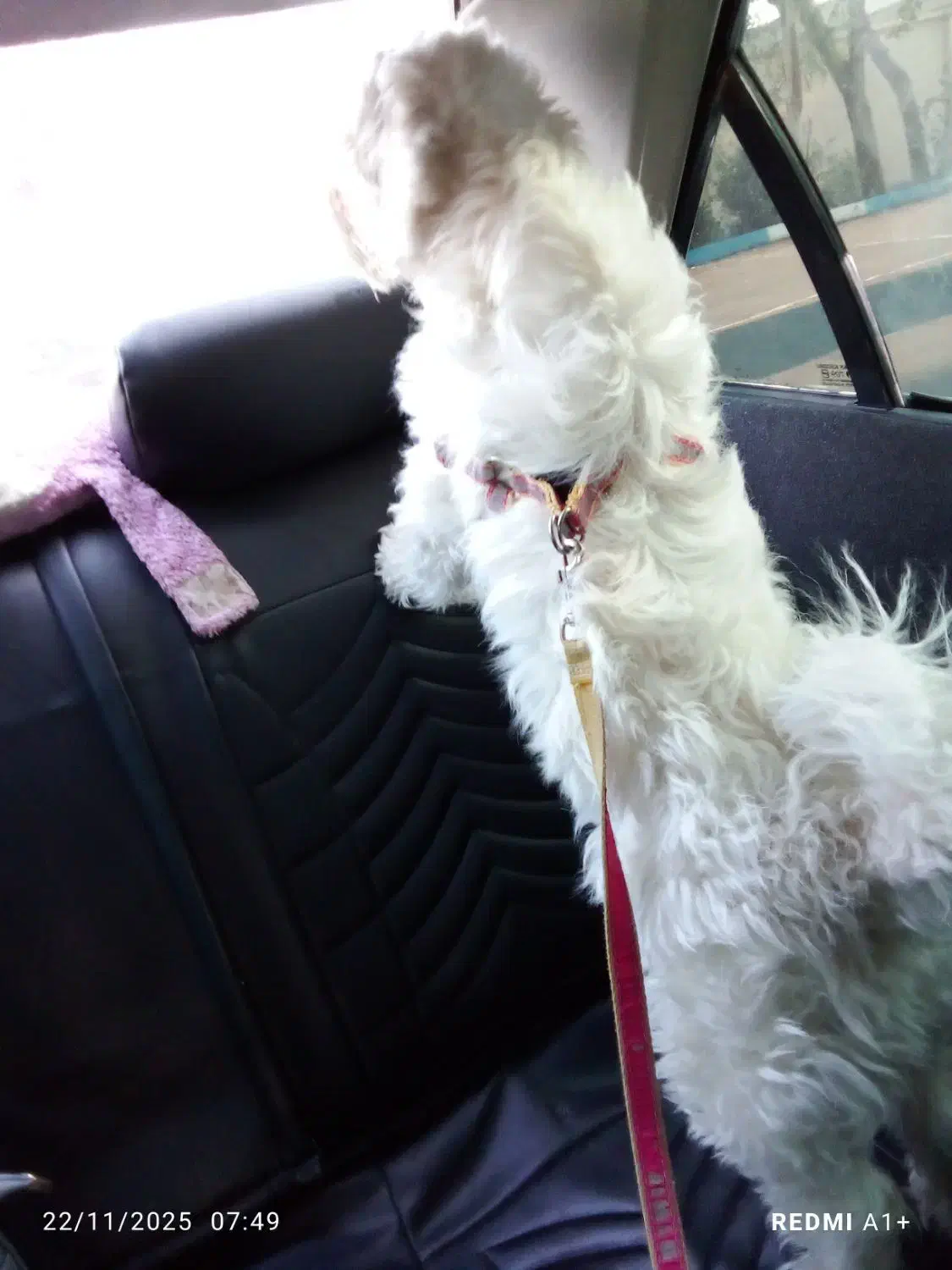 واگذاری سگ تریر یک ساله|سگ|پاکدشت, پاکدشت (مامازند)|دیوار