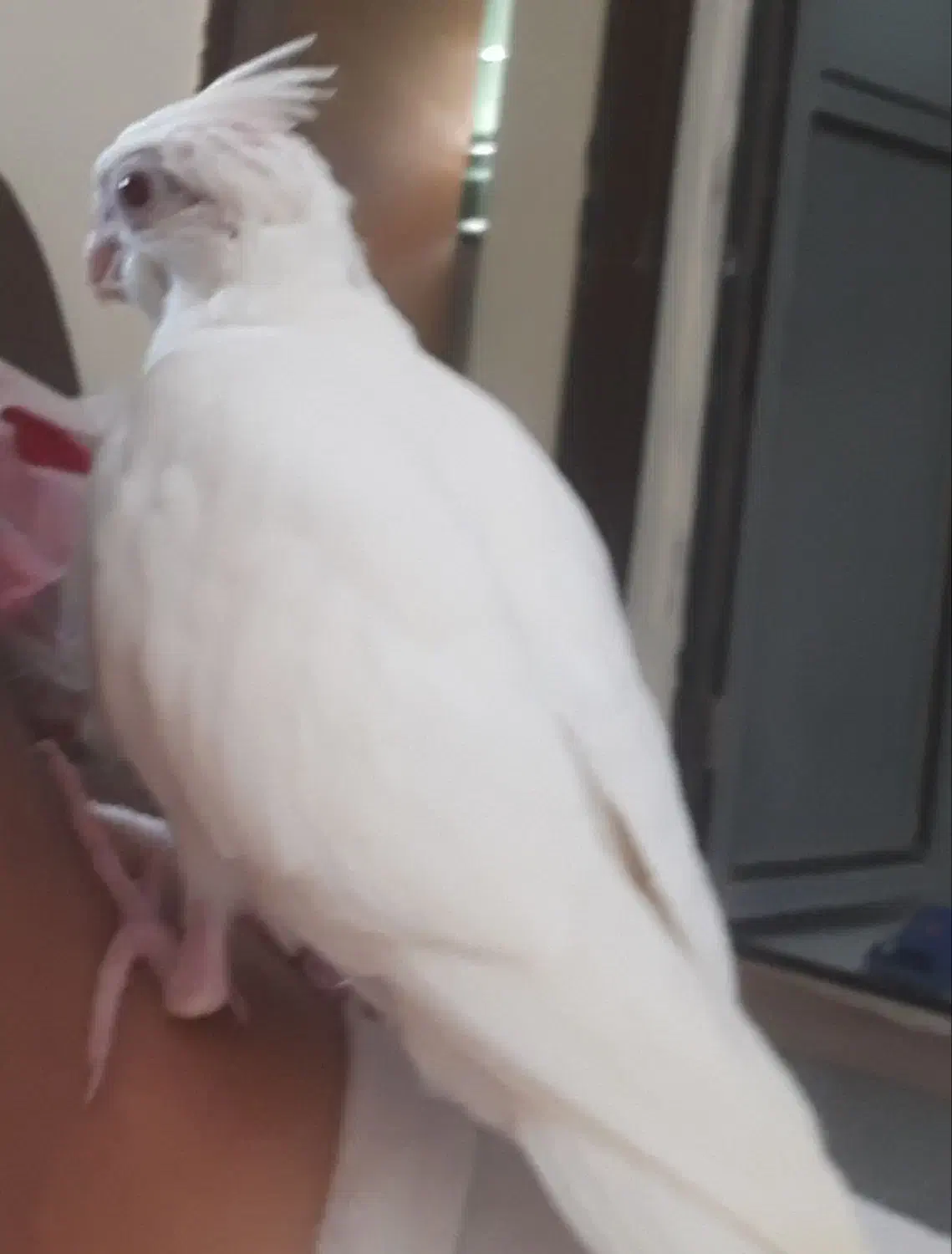 عروس هلندی گم شده|پرنده|دلگان, |دیوار