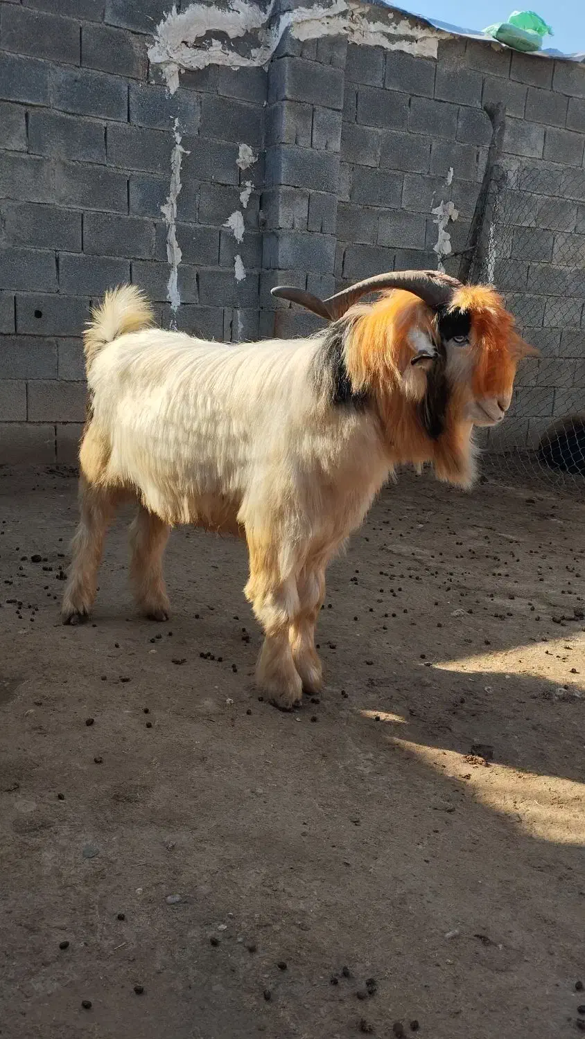 سه راس بز روزگاری|حیوانات مزرعه|شوشتر, |دیوار