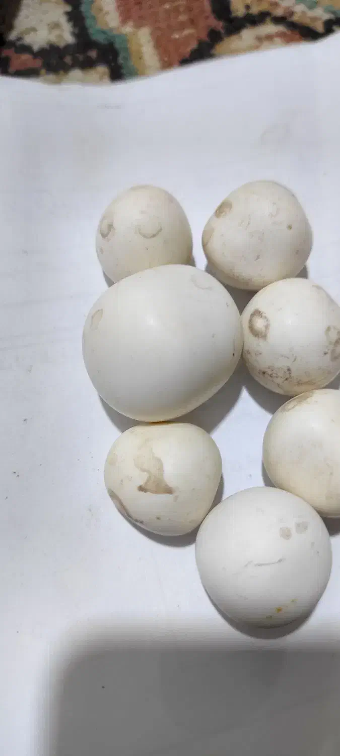 سنگ اسیاب سنگ الماس|کلکسیون اشیاء عتیقه|بندرعباس, |دیوار