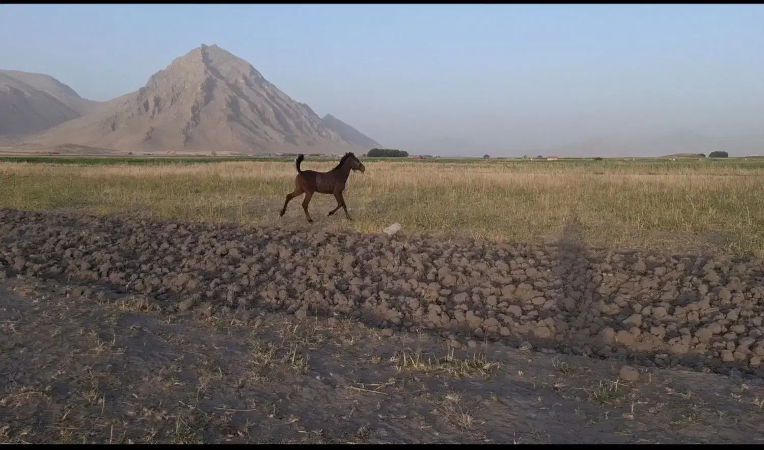 کره نریان|اسب و تجهیزات اسبسواری|صحنه, |دیوار