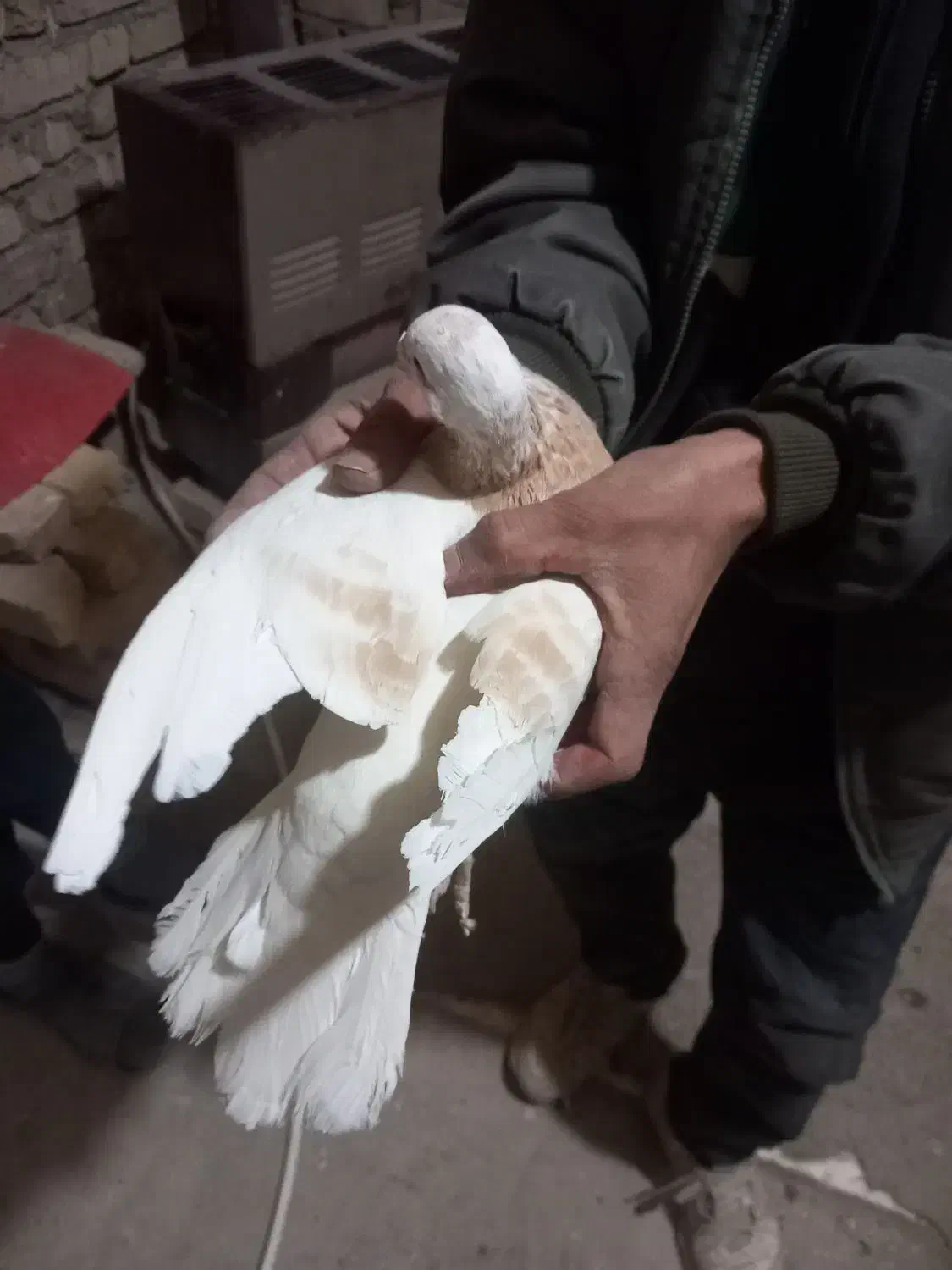 کفتر|پرنده|قوچان, |دیوار