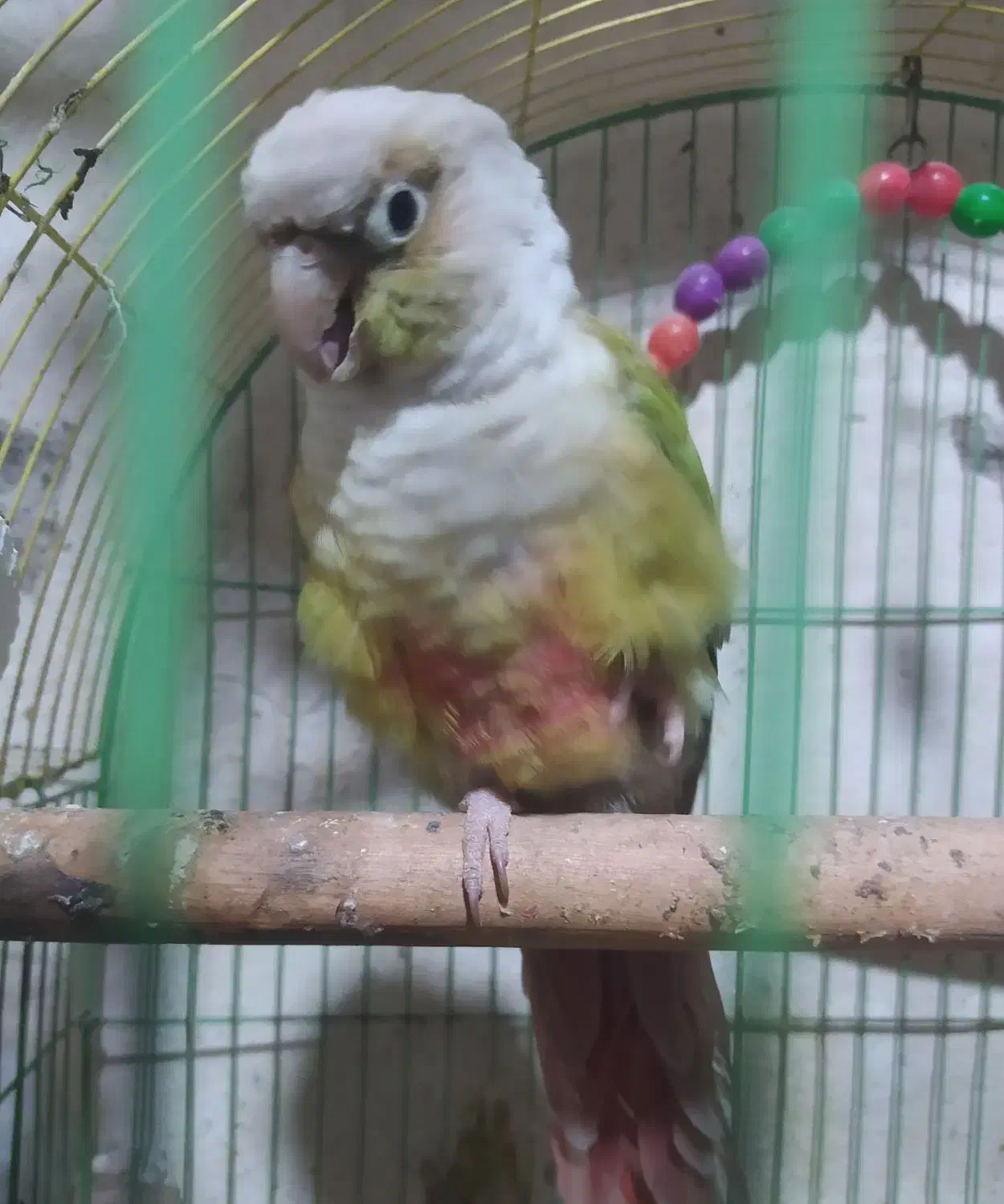 شادگان|پرنده|شادگان, |دیوار