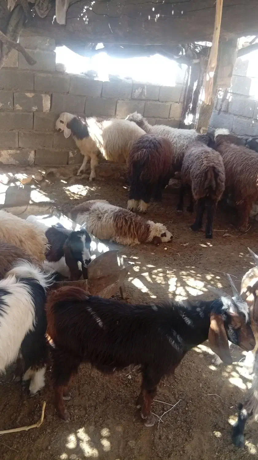 ده راس بره چاق پروار|حیوانات مزرعه|لنده, |دیوار