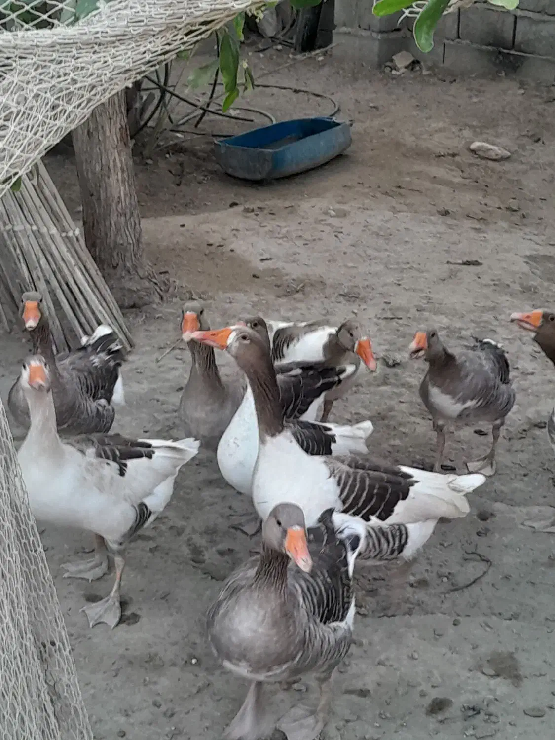 حیوانات درمزرعه|حیوانات مزرعه|میناب, |دیوار