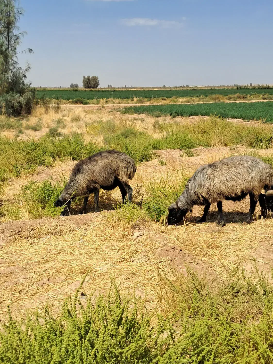 میش کر ملحه  وگوش دار سوزاستهبانی آبستن|حیوانات مزرعه|شیراز, نیستان|دیوار