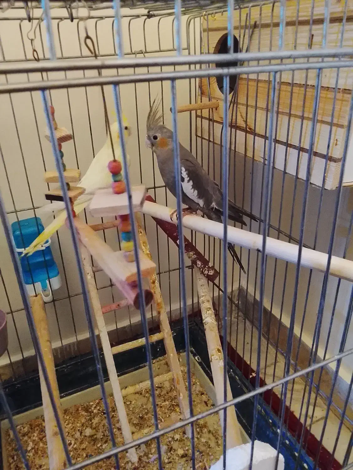 عروس هلندی جفت|پرنده|تهران, باغ خزانه|دیوار