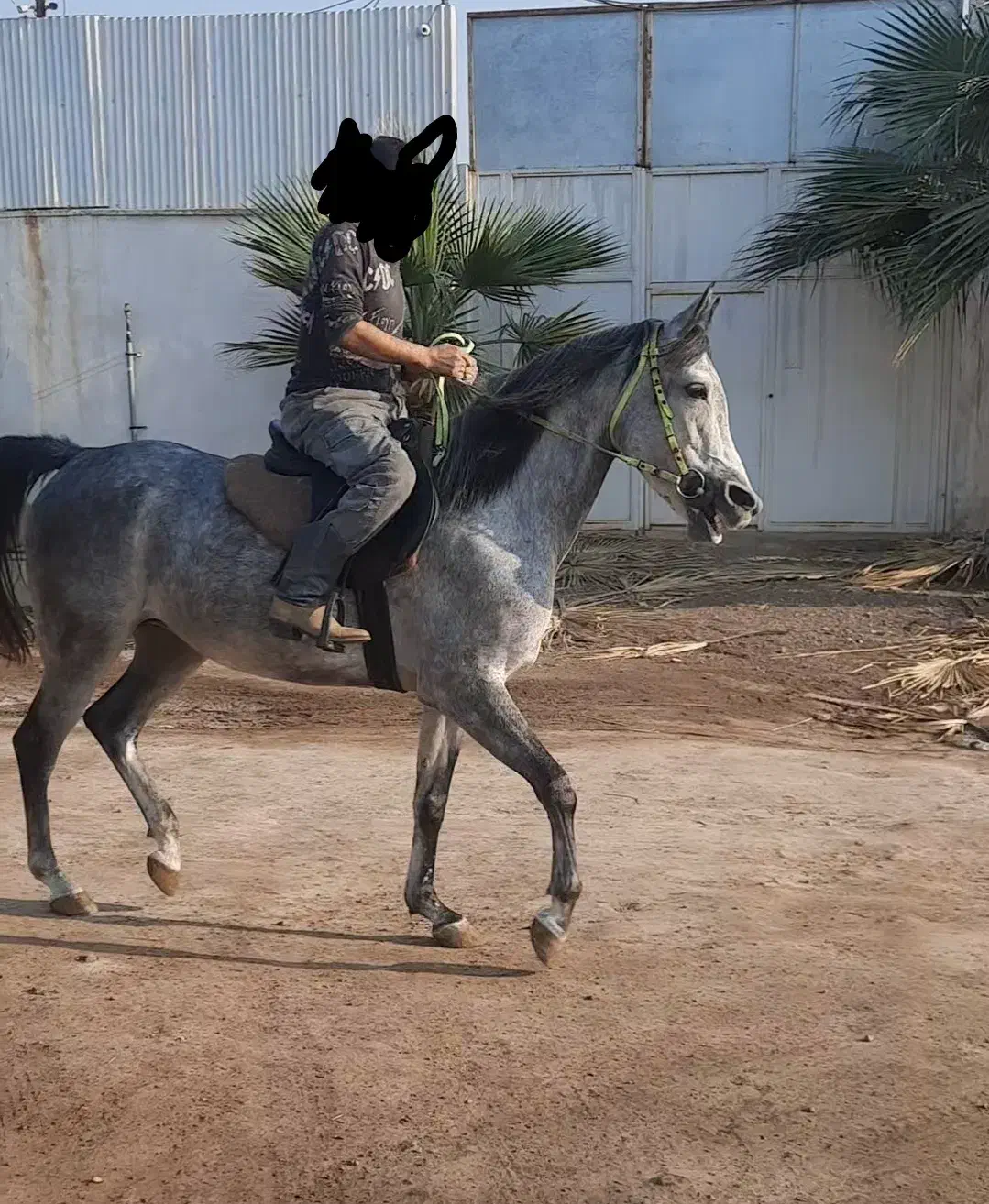 مادیان کورسی عرب یکسر وارداتی|اسب و تجهیزات اسب‌سواری|شیراز, فرگاز|دیوار